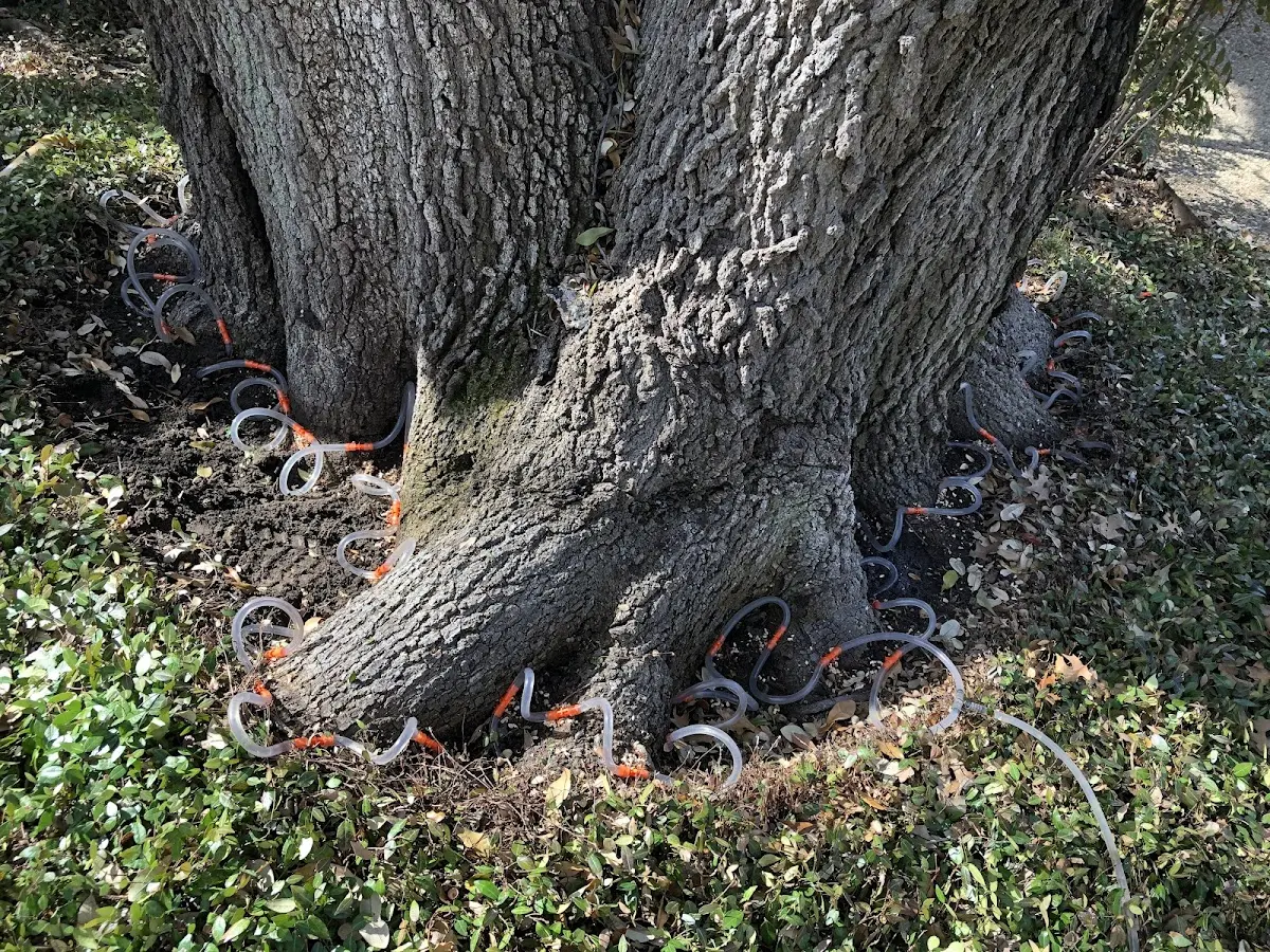Detailed Tree Cabling and Bracing job site in Padroni