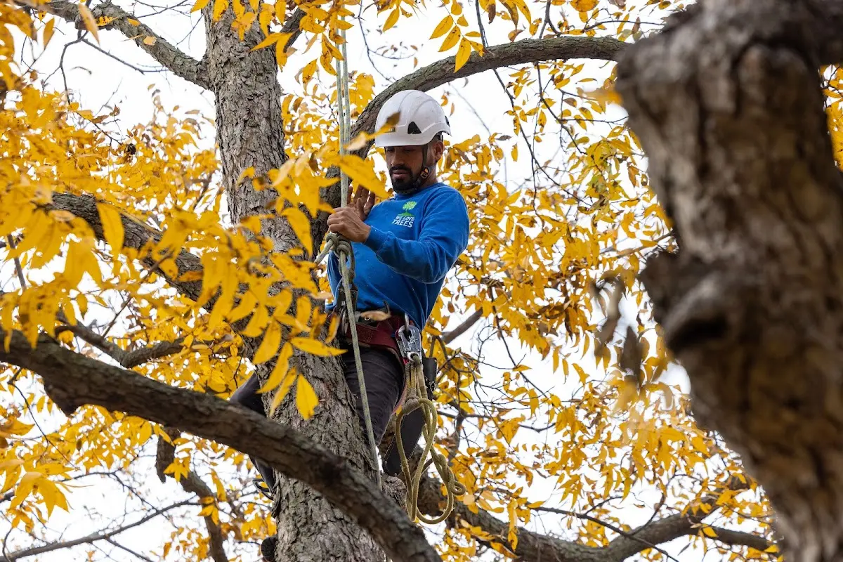 Skilled Tree Trimming crew working in Padroni